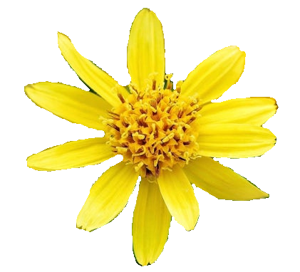 ARNICA